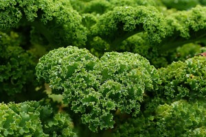 plant-1011492_1920_oldiefan_pixa