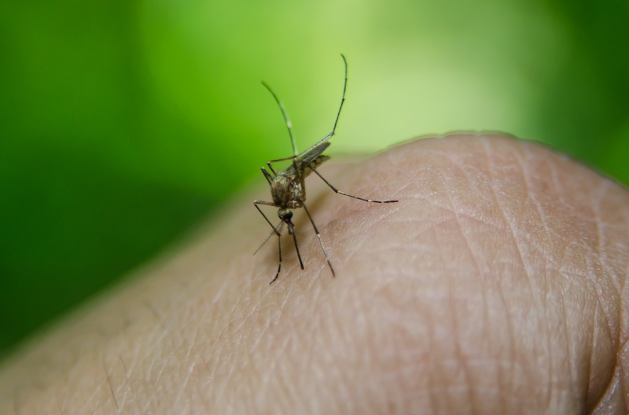 Mückenschutz mücke anstattdessen